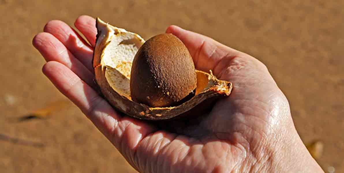 hand holding seed